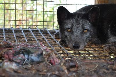 Poland Enacts National Ban on Fur Farming, Operations to Cease by 2033