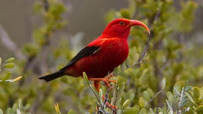 The Forgotten Animals of Climate Change