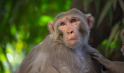 Fewer Monkeys, Better Science: The FDA Is Finally Rethinking Animal Testing