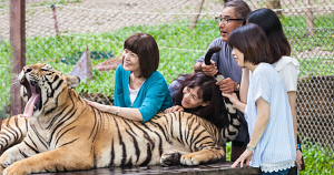 Viral video exposes what really happens to tigers at 'selfie zoos' after tourist mauled in Thailand