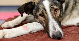 Popular flea medications linked to pet seizures in thousands of reports across US and Europe