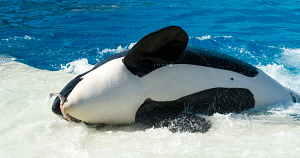 SeaWorld's orcas are still in the same tanks that sparked Blackfish outrage 12 years ago