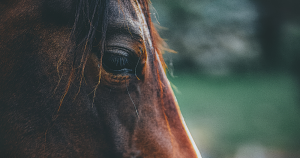 Horse racing deaths hit record lows, but welfare advocates say hundreds still die uncounted