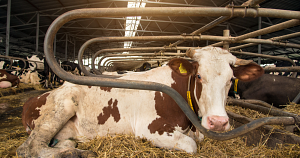 39% of 'vegan' products tested contained animal ingredients — and it's completely legal