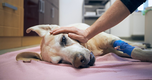 The FDA spent 4 years investigating dog food linked to heart failure, then quietly walked away