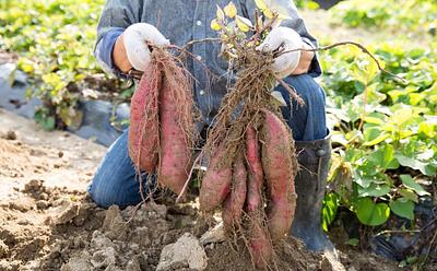 This Is What They Eat In Okinawa To Live Longer
