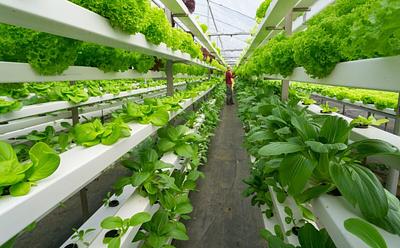 Seaweed, 3D Printing, And Holograms: Are These The British Food Trends Of The Future?