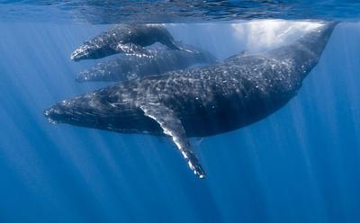 Fears Commercial Whaling Ban Could Be Lifted 40 Years After It Was Introduced