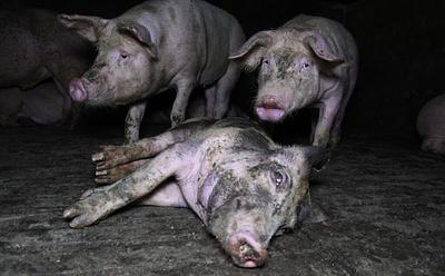 One Of The UK’s Largest Pig Farms Closes Down Following Animal Welfare Breaches
