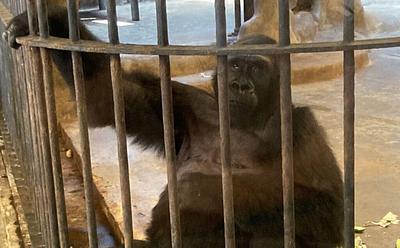 ‘The World’s Loneliest Gorilla’ Lives In A Mall In Thailand – Here’s How To Help Her Get Out
