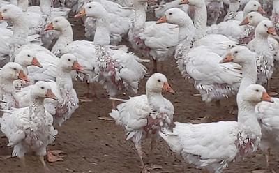 Investigation Finds ‘Brutal’ Live Plucking Of Geese On Farms – Despite EU Ban