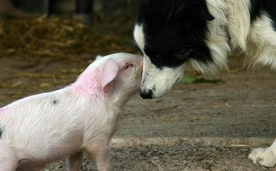 9 In 10 Brits Acknowledge Farmed Animals Feel Emotions Like Cats And Dogs
