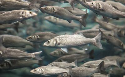 Pork, Beef, Salmon — ‘Buried’ Reports Tie Another Meat Product To Increased Superbug Risk