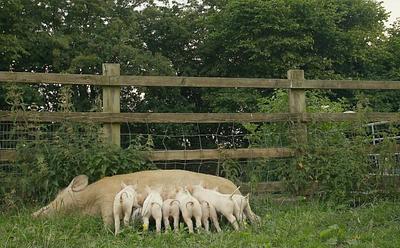 It’s Rare That Farmed Pigs Get ‘Happily Ever Afters’ – But This Family Of 11 Did