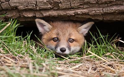 Fox Hunting Is Still Terrorizing Wildlife Despite UK Ban, Charity Warns
