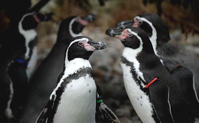 Captive Penguins At A UK Zoo Have Died From Avian Flu