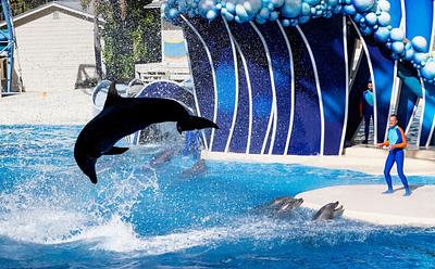 SeaWorld Secretly Shipped ‘Rescued’ Dolphins To New Abu Dhabi Marine Park