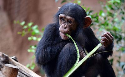 4 Endangered Chimpanzees Shot Dead After Escaping Zoo Enclosure