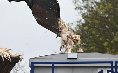 Major UK Turkey Producer Under Fire For Negligence Amid Bird Flu Crisis