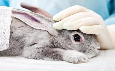 New York Is Now The 10th US State To Ban Cosmetics Tested On Animals