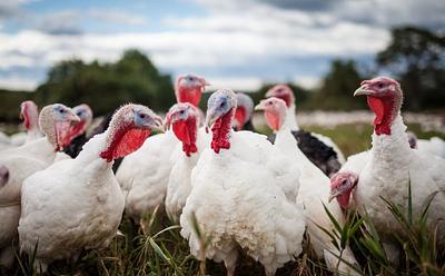 ‘Don’t Do This In Front Of My Children’: We Asked The Public If A Loving Christmas Is Vegan