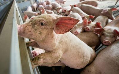 Government ‘Failings’ Leave UK Vulnerable To Animal Disease Outbreak, Report Warns