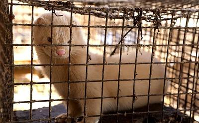 40,000 Minks Freed From Ohio Fur Farm By Anonymous Activists