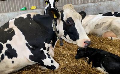 New Exposé Shines Light On Lameness ‘Epidemic’ Among Dairy Cows