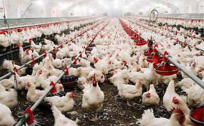 Deadliest Avian Flu Outbreak In US History Kills Over 52 Million Birds