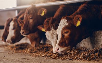 New Investigation Links McDonald’s Beef To ‘Reckless Overuse’ Of Antibiotics