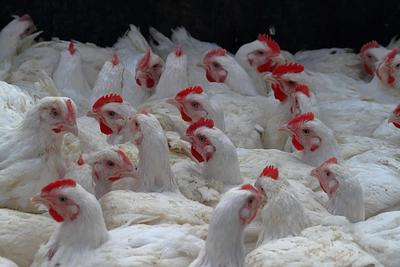 Global Organizations Push to End Factory Farming and Present Roadmap for “Just Transition” at Climate Week NYC