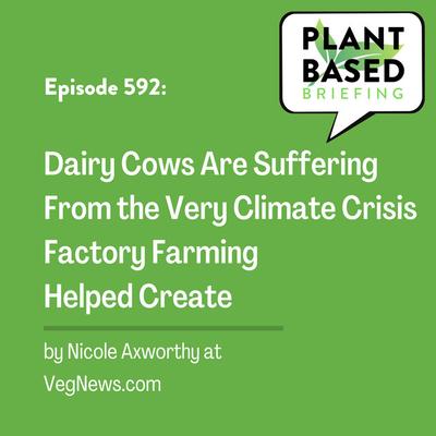 592: Dairy Cows Are Suffering From the Very Climate Crisis Factory Farming Helped Create by Nicole Axworthy at VegNews.com