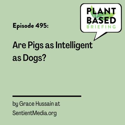 495: Are Pigs as Intelligent as Dogs? by Grace Hussain at SentientMedia.org
