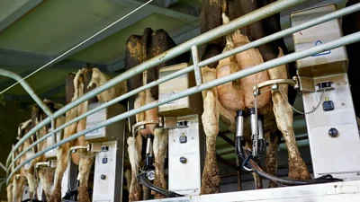 Iodine status in the UK deserves our attention, but dairy is not the ‘solution’