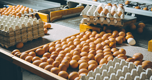 The egg industry practice that kills 7 billion male chicks annually just got a potential ban