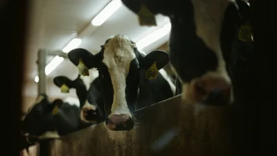 The cruelty of dairy farming from a vet student’s perspective