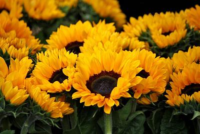 Time-Travelling Milkman Partners With VTT to Turn Sunflower Sidestream Into High-Quality Protein