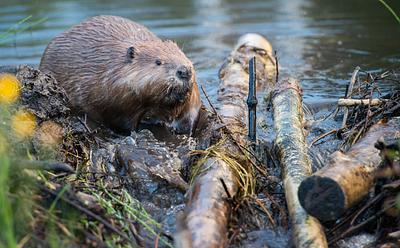 Wildlife Cam Captures Norfolk’s First Wild Beaver In Over 500 Years