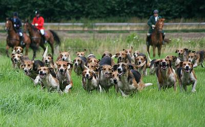 UK Government Overhauls Animal Welfare Strategy To Target Puppy Mills, Caged Farming, And Trail Hunting