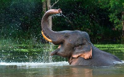 Indonesia Just Banned Elephant Rides In Zoos Nationwide