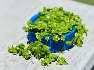 Plantible Foods Receives FDA Green Light for Lemna-Derived Rubi Protein