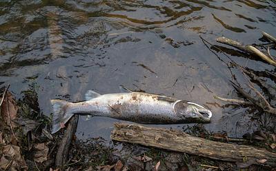 Scottish Salmon Farms Report 35 Million Unexpected Fish Deaths In 3 Years