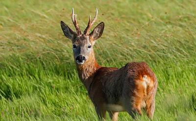Shambala Music Festival Is Considering Serving Deer, And Fans Aren’t Happy