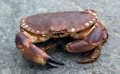 Will The UK Finally Ban Boiling Crabs Alive For Food? Here’s What You Need To Know