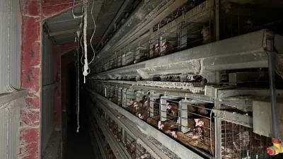 CALL TO ACTION: tell Labour to ban cruel hen cages NOW