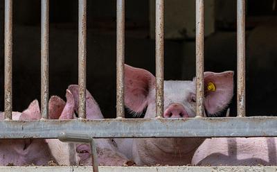 Animal Agriculture Gets ‘Scandalous’ 77% Of EU CAP Subsidies Worth €39 Billion Per Year