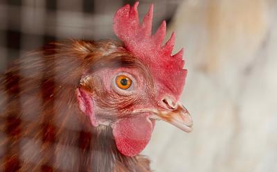 The UK Could Eliminate Caged Eggs By 2032