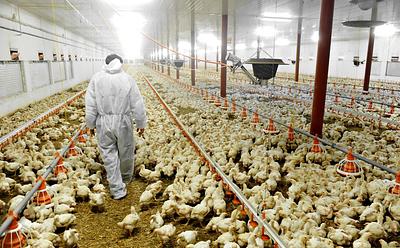 Norway Makes ‘Historic’ Decision To Phase Out Fast-Growing ‘Frankenchickens’