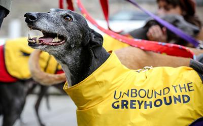 Scotland And Wales Both Just Banned Greyhound Racing