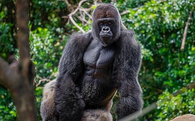 Surviving Bristol Zoo Gorillas Finally Move To New Home